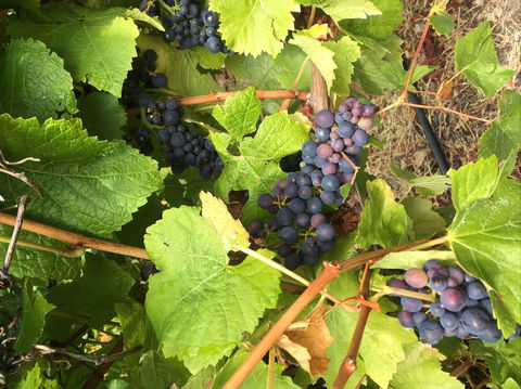 Freycinet Vineyard - Accommodation Melbourne 2