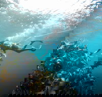 Candy Abalone - Accommodation Melbourne