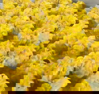 May's Thai - Wynnum - Accommodation Melbourne