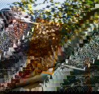 Pure Peninsula Honey - Accommodation Melbourne