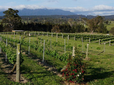 Rusty Fig Wines - Accommodation Melbourne 2
