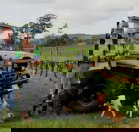 Brook Eden Vineyard - Accommodation Melbourne