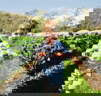 Hillwood Berries Farmgate  Pick Your Own - Accommodation Melbourne