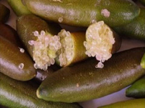 Sandy Creek Olives And Finger Limes - Accommodation Melbourne 0