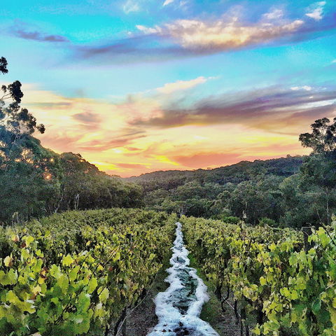 Between The Vines Cellar Door - Accommodation Melbourne 0