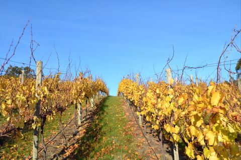 Between The Vines Cellar Door - Accommodation Melbourne 1