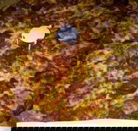 Pizza Riviera - Accommodation Melbourne