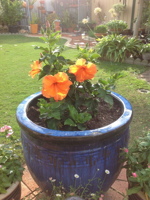 Dat N Thu's Restaurant - Accommodation Melbourne 1