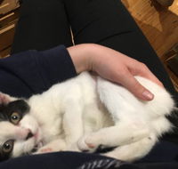 MeowMe Cafe - Accommodation Melbourne