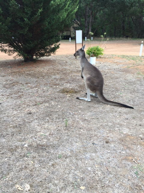 Quinninup Tavern And Restaurant - Accommodation Melbourne 1