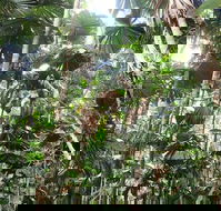 Spirits of Daintree - Accommodation Melbourne