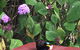 Ivy Cottage - thumb 1