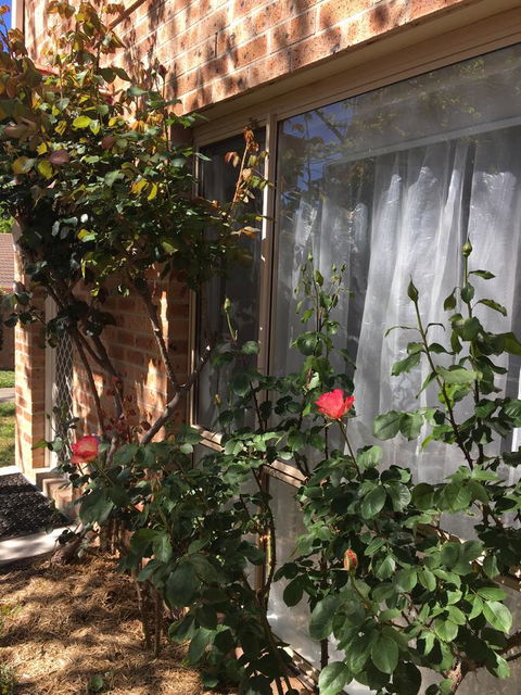 Finches Canberra - Accommodation Melbourne 30