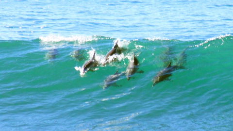 Mollymook Beach Waterfront - Accommodation Melbourne 4