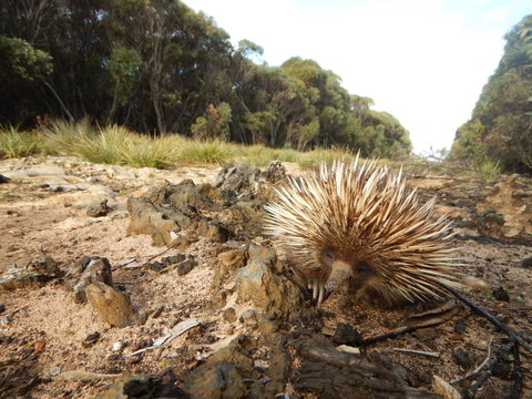 Kangaroo Island Wilderness Retreat - Accommodation Melbourne 20