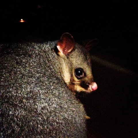 Kangaroo Island Wilderness Retreat - Accommodation Melbourne 36