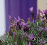 The Purple Door on Seaview - Accommodation Melbourne