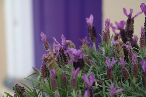The Purple Door On Seaview - Melbourne 4u 0