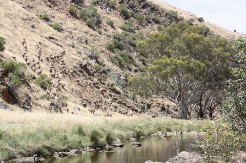 Rabbiters Hut - Accommodation Melbourne 29
