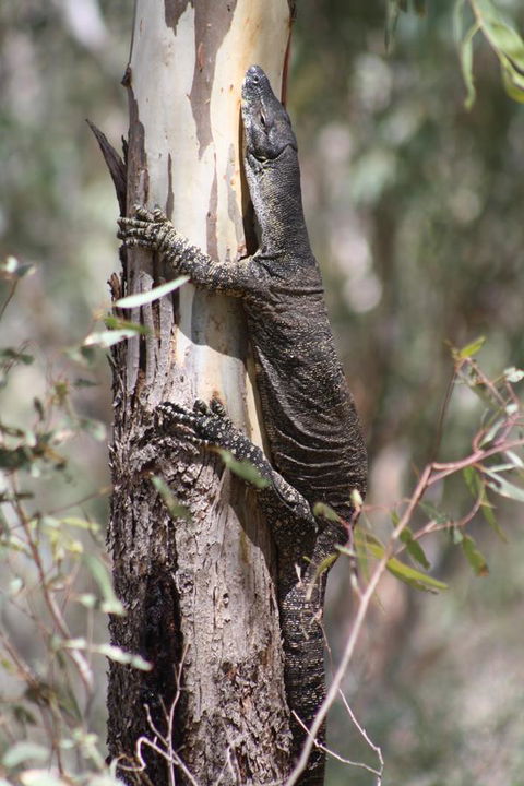 Rabbiters Hut - Accommodation Melbourne 30