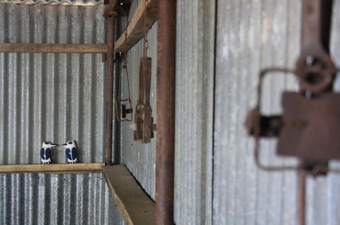 Rabbiters Hut - Accommodation Melbourne 11