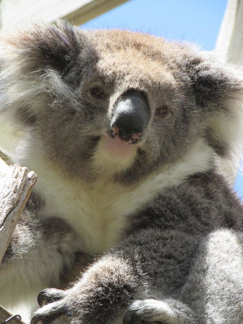 Lazy Days Cottage - Victor Harbor - Melbourne 4u 10