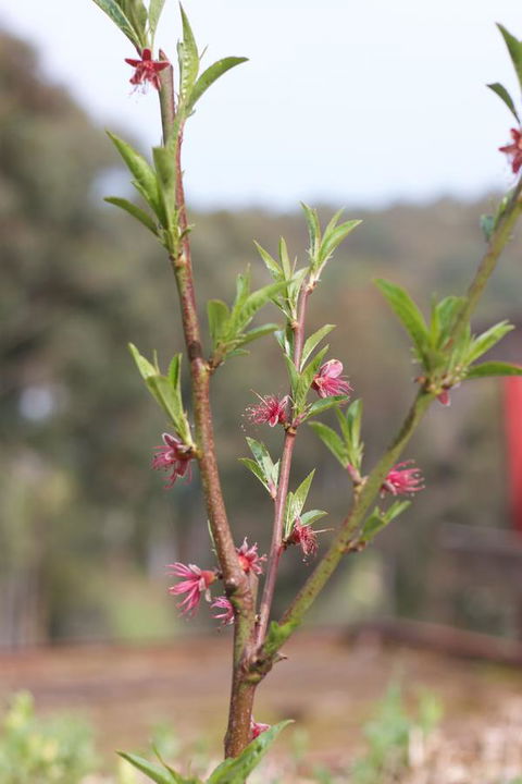 Longwood Retreat - Melbourne 4u 32