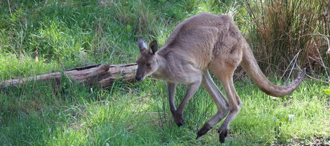 Longwood Retreat - Melbourne 4u 36