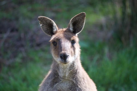 Longwood Retreat - Melbourne 4u 35