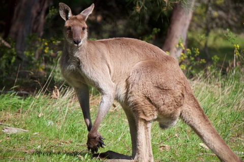 Longwood Retreat - Melbourne 4u 34