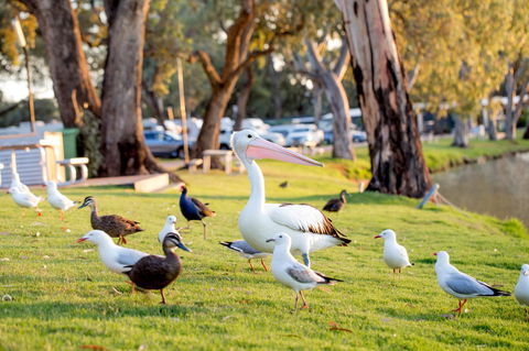 BIG4 Renmark Riverfront Holiday Park - Accommodation Melbourne 9