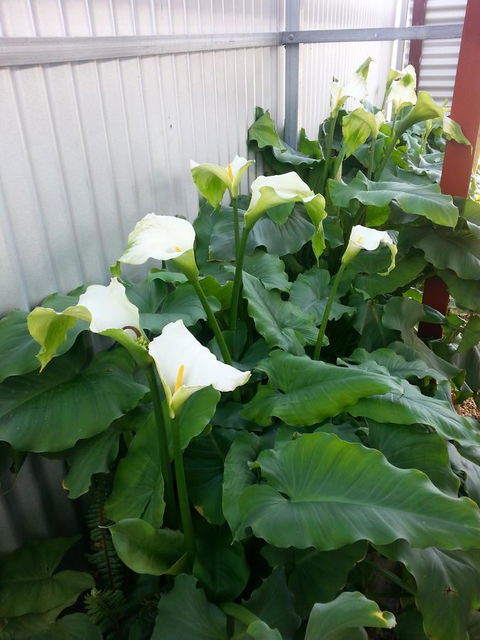 Addies Place Goolwa - Accommodation Melbourne 11
