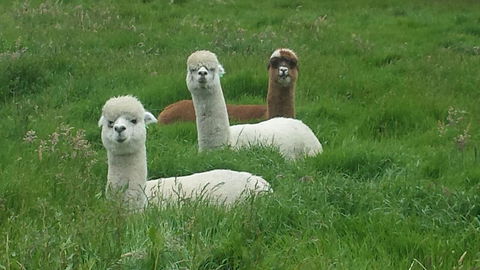 Glenelg On King Bed & Breakfast - Accommodation Melbourne 5