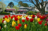 Book Leura Accommodation Vacations Accommodation Melbourne Accommodation Melbourne