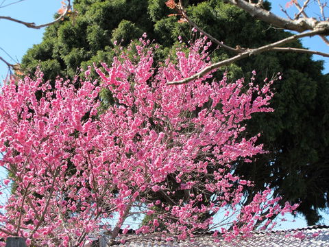 Apple Tree Cottage - Accommodation Melbourne 31