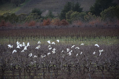 Borrodell Vineyard - Melbourne 4u 32