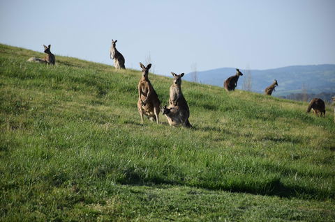 Borrodell Vineyard - Melbourne 4u 33