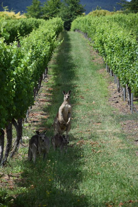 Borrodell Vineyard - Melbourne 4u 31