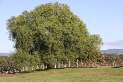 Adina Vineyard - Accommodation Melbourne 17