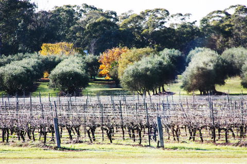Adina Vineyard - Accommodation Melbourne 15
