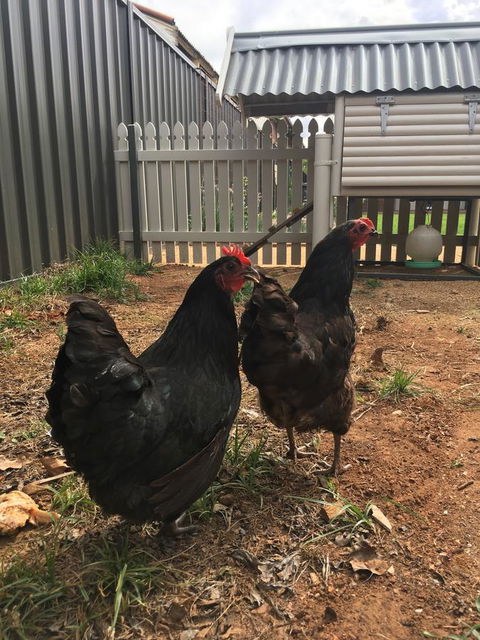 Thelma's Temora - Accommodation Melbourne 13