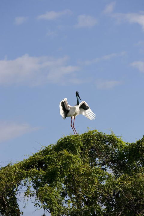 Mercure Kakadu Crocodile - Accommodation Melbourne 34