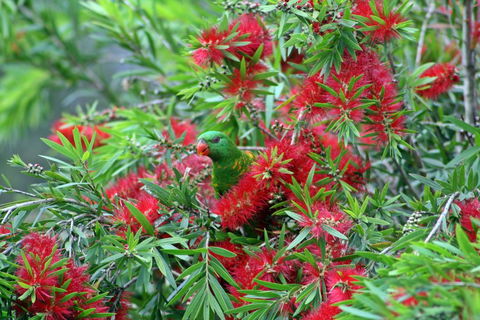 Bottlebrush B & B - Accommodation Melbourne 0