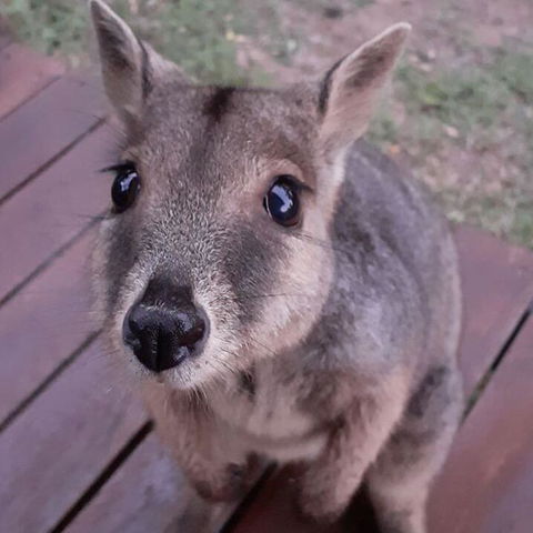 Camp Kanga - Accommodation Melbourne 3