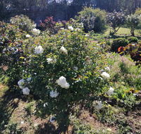 Carisbrook Country Retreat Motel - Melbourne 4u