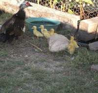 Corella Creek Country Farm Stay - Melbourne 4u