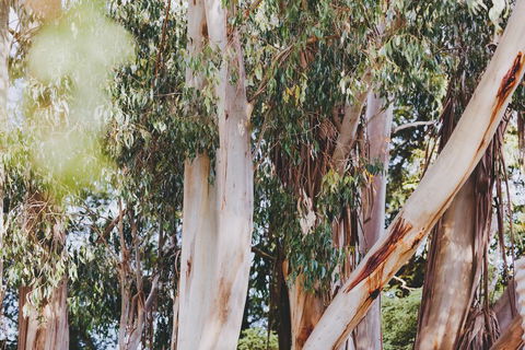 Dalblair Bed & Breakfast - Accommodation Melbourne 2