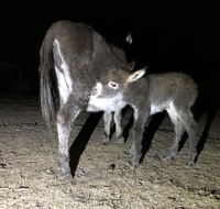 Donkey Tales Farm Cottages - Accommodation Melbourne