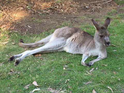 Eden Golf View Motel - Melbourne 4u 2