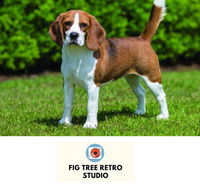 Fig Tree Retro Studio - Accommodation Melbourne